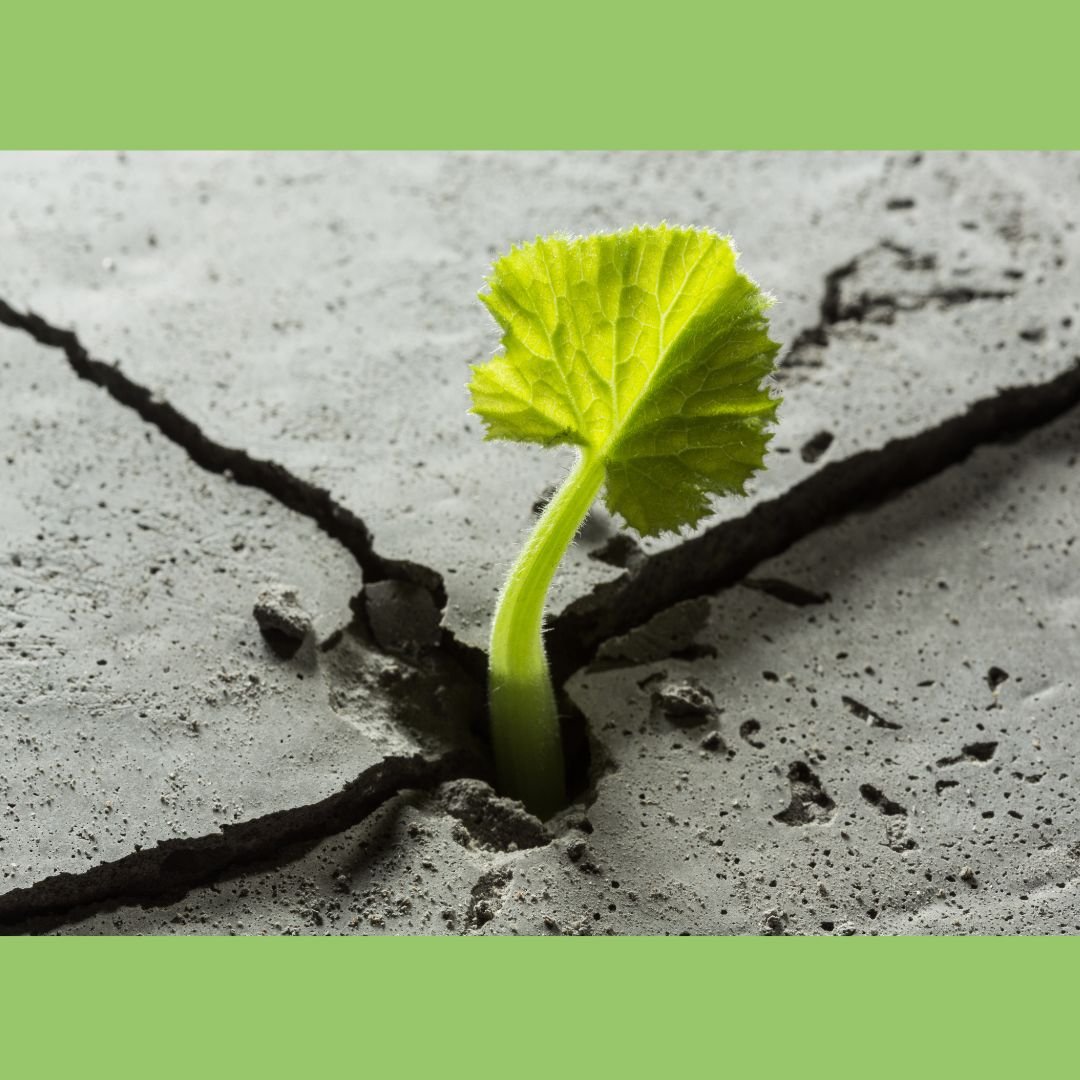 Resilience - and diabetes - The Diabetes Kitchen