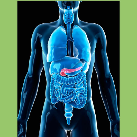 The Function of Insulin - The Diabetes Kitchen