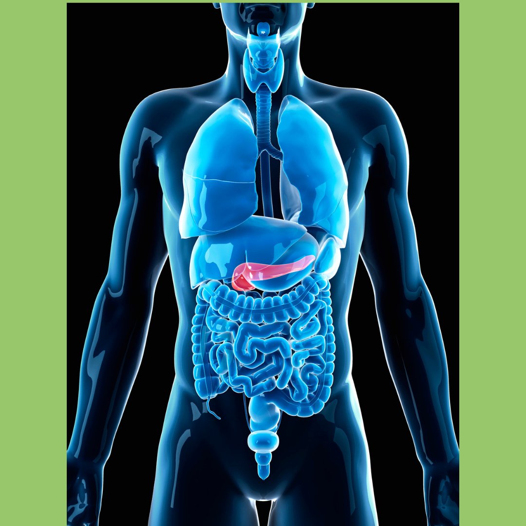 The Function of Insulin - The Diabetes Kitchen